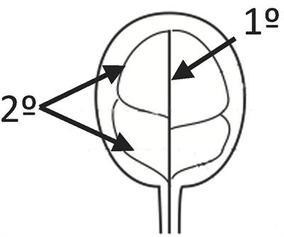Increasing Provasculature Complexity in the Arabidopsis Embryo May Increase Total <mark class="highlighted">Iron Content</mark> in Seeds: A Hypothesis